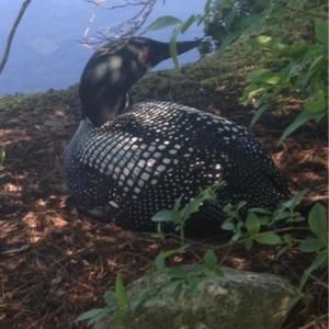 Meet your Posher, Roberta